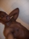Hanover Personals for Free